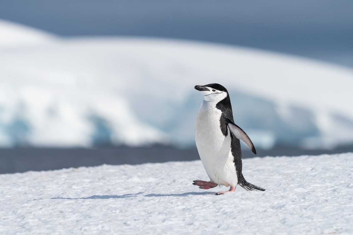 Chinstrap Penguin - ML646112982