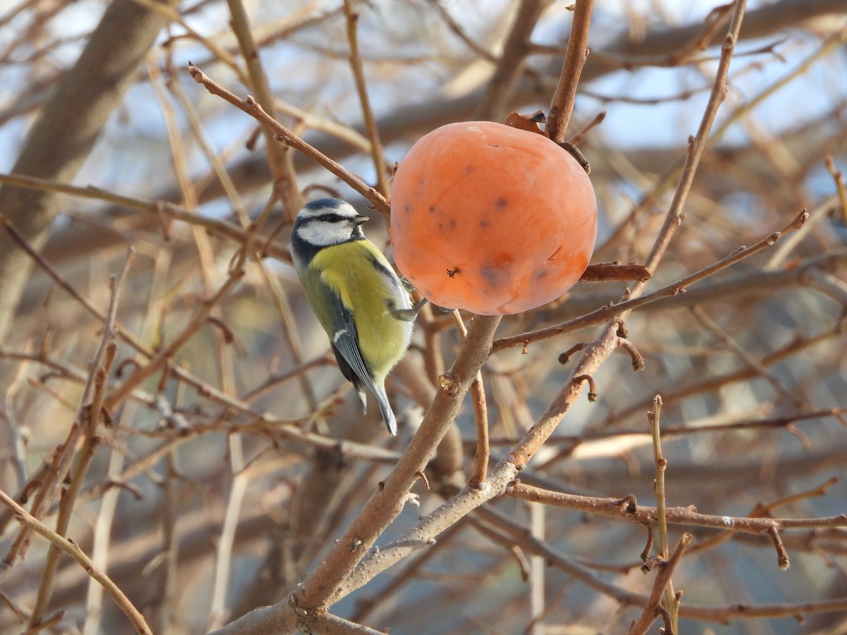 Eurasian Blue Tit - ML646112994