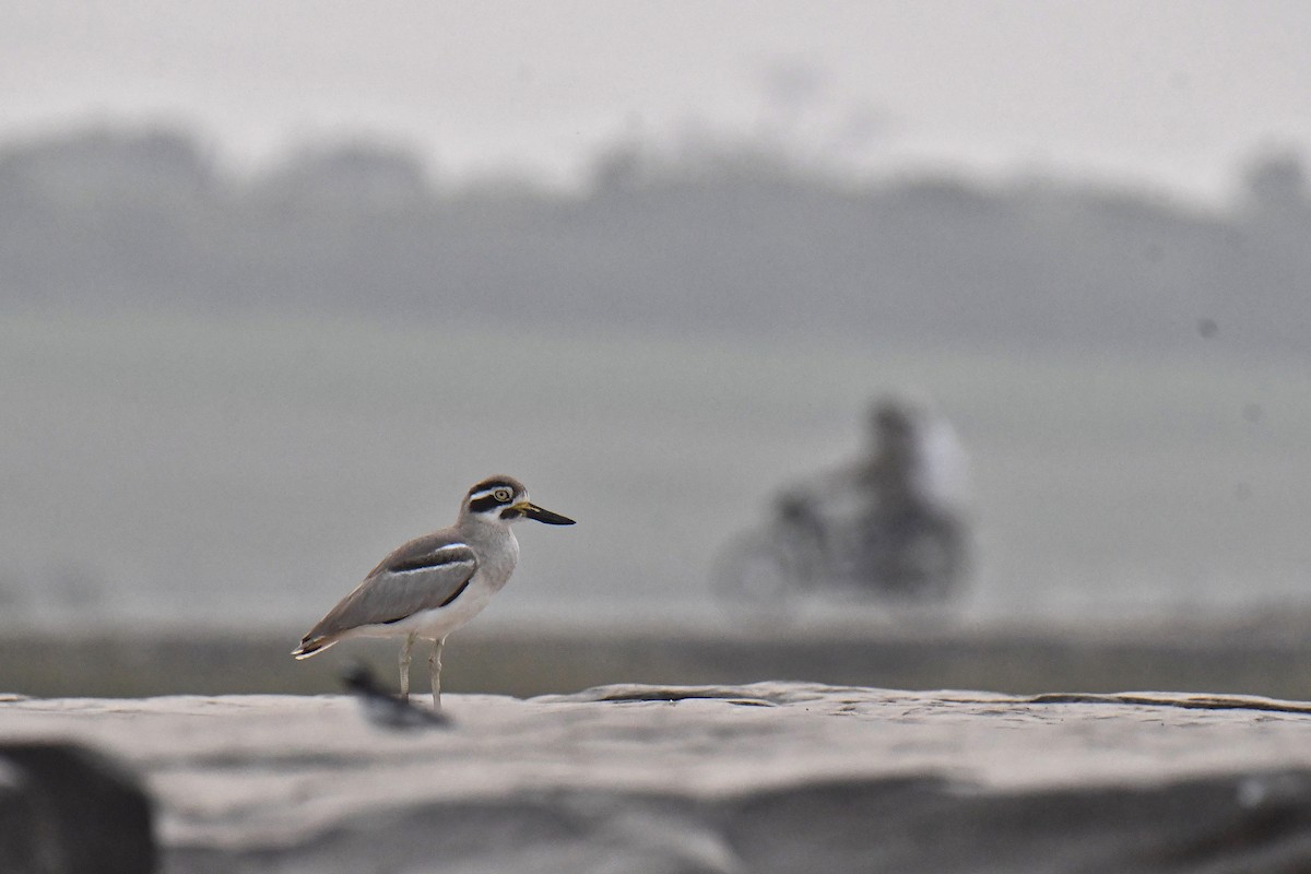 כרוון ענק - ML646112996