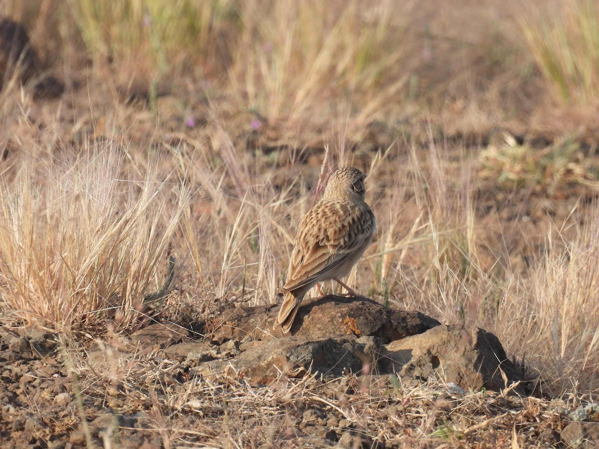 Mongolian Short-toed Lark - ML646113001