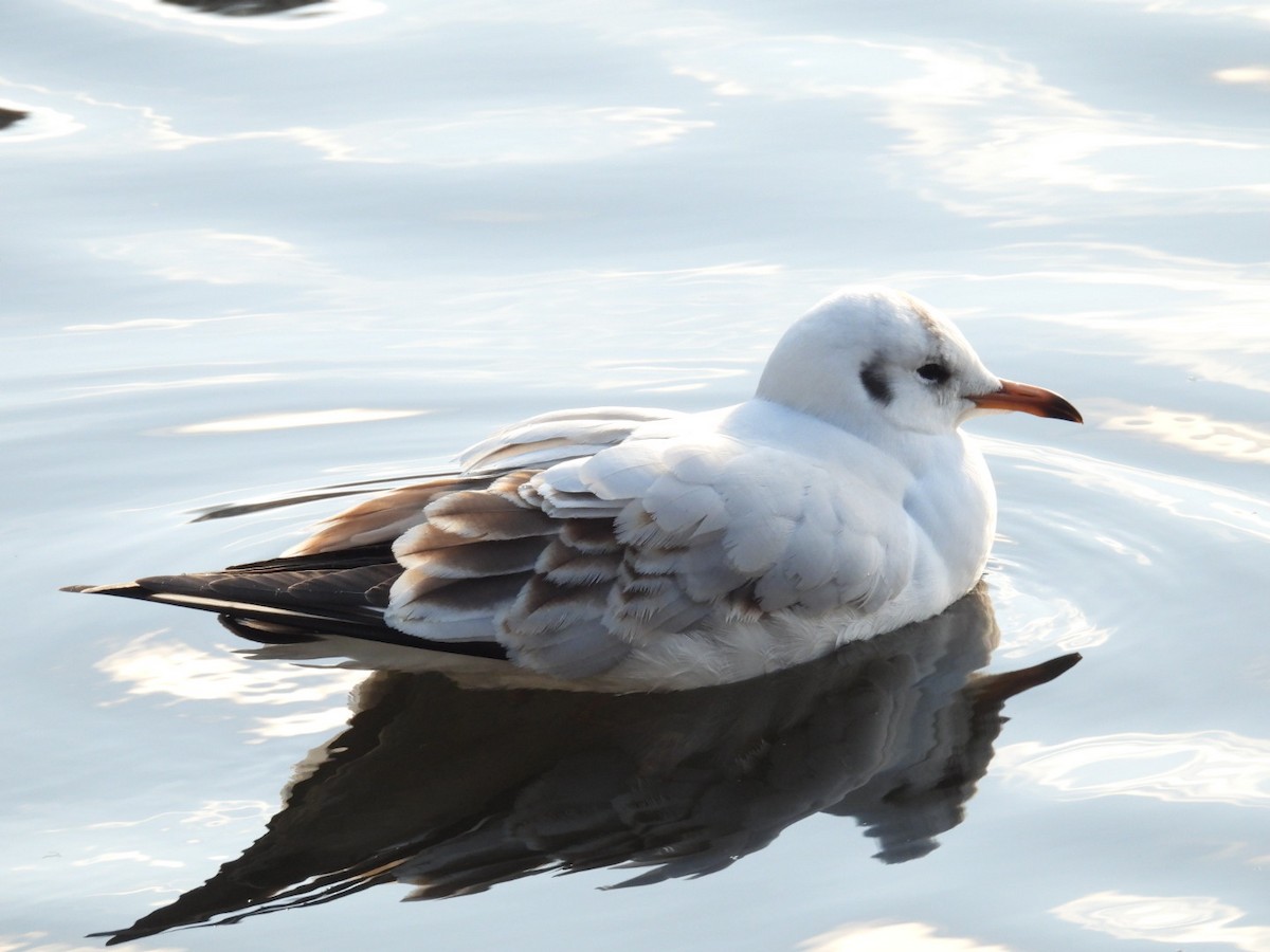 Black-headed Gull - ML646113003