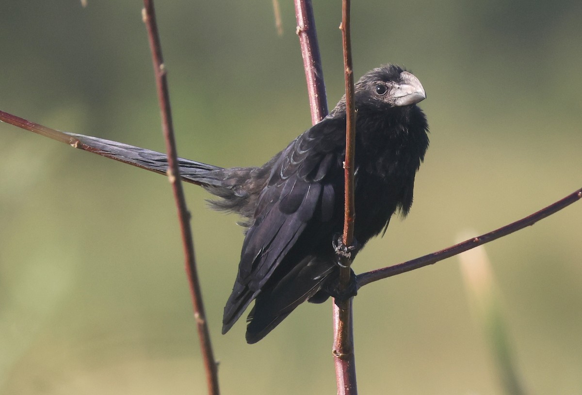 Smooth-billed Ani - ML646113009