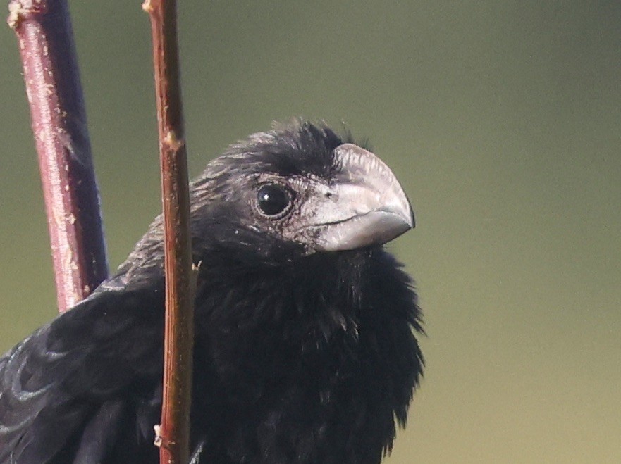 Smooth-billed Ani - ML646113011