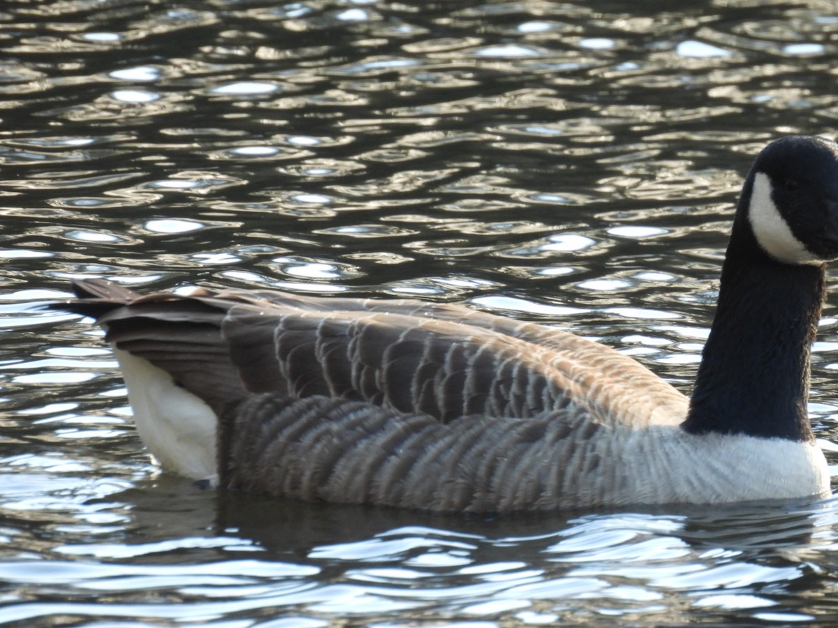 Canada Goose - ML646113013