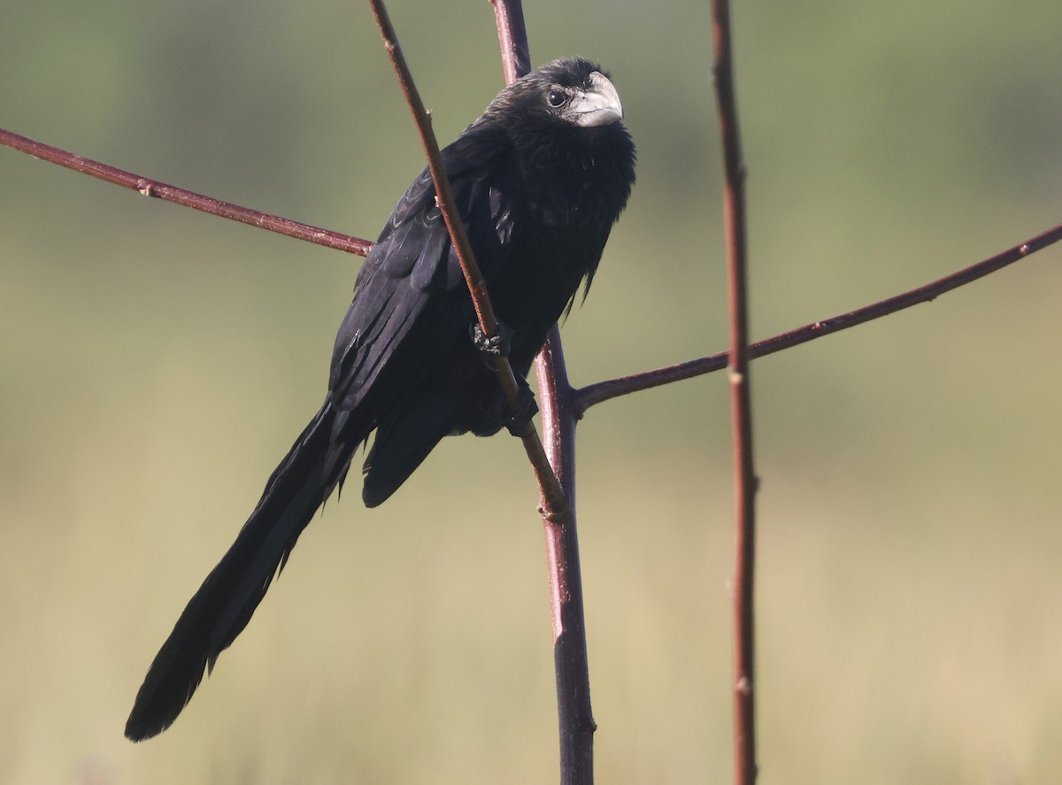 Smooth-billed Ani - ML646113015