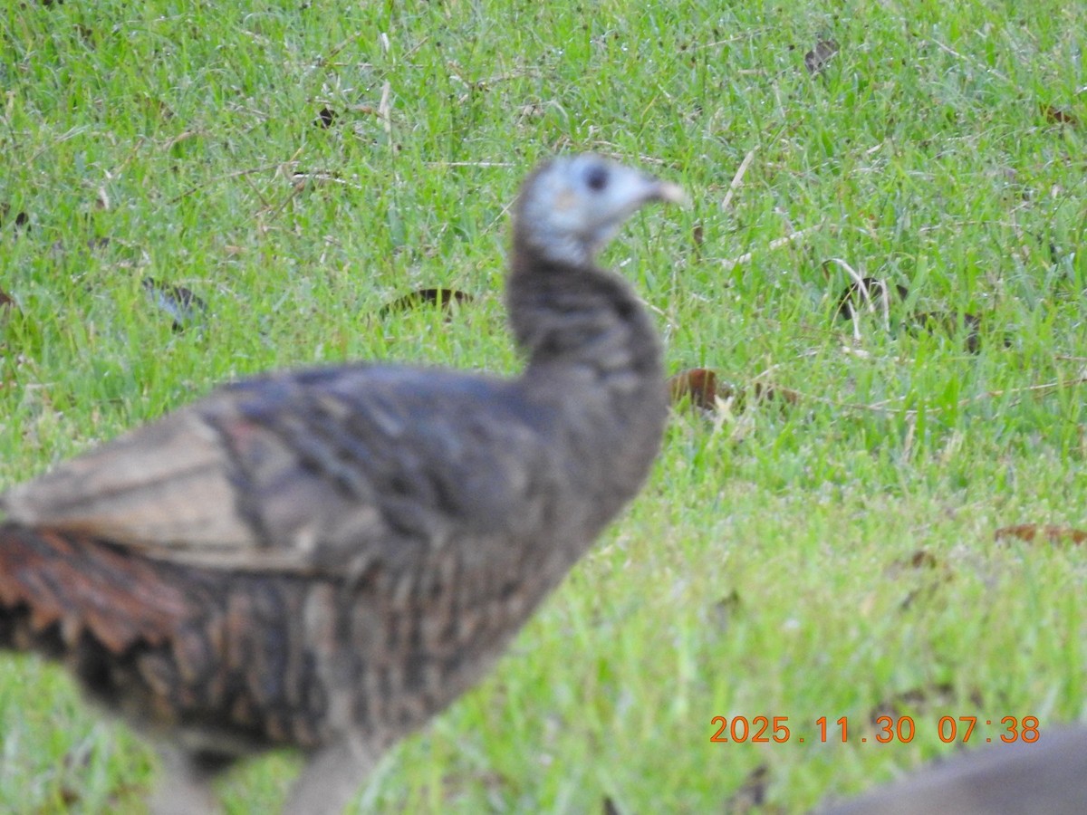 Wild Turkey - ML646113016