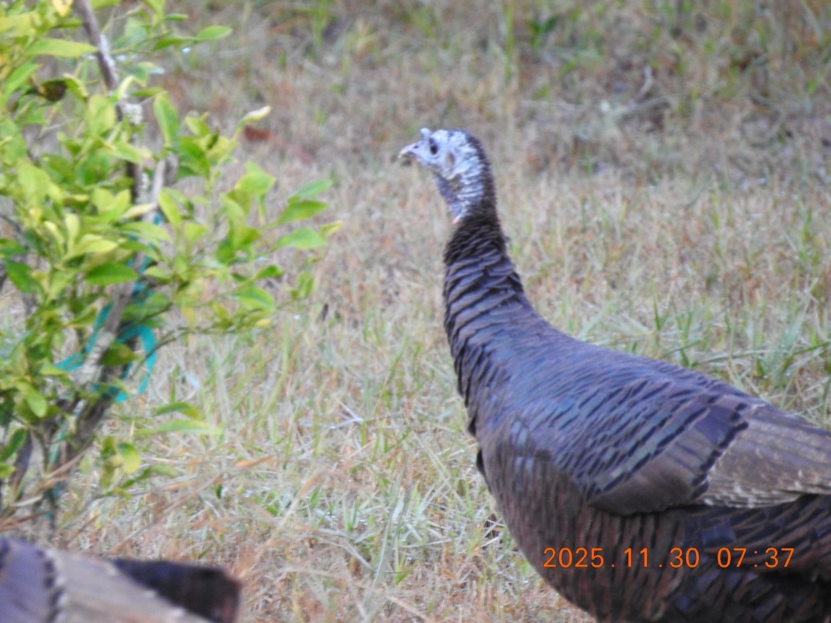 Wild Turkey - ML646113017