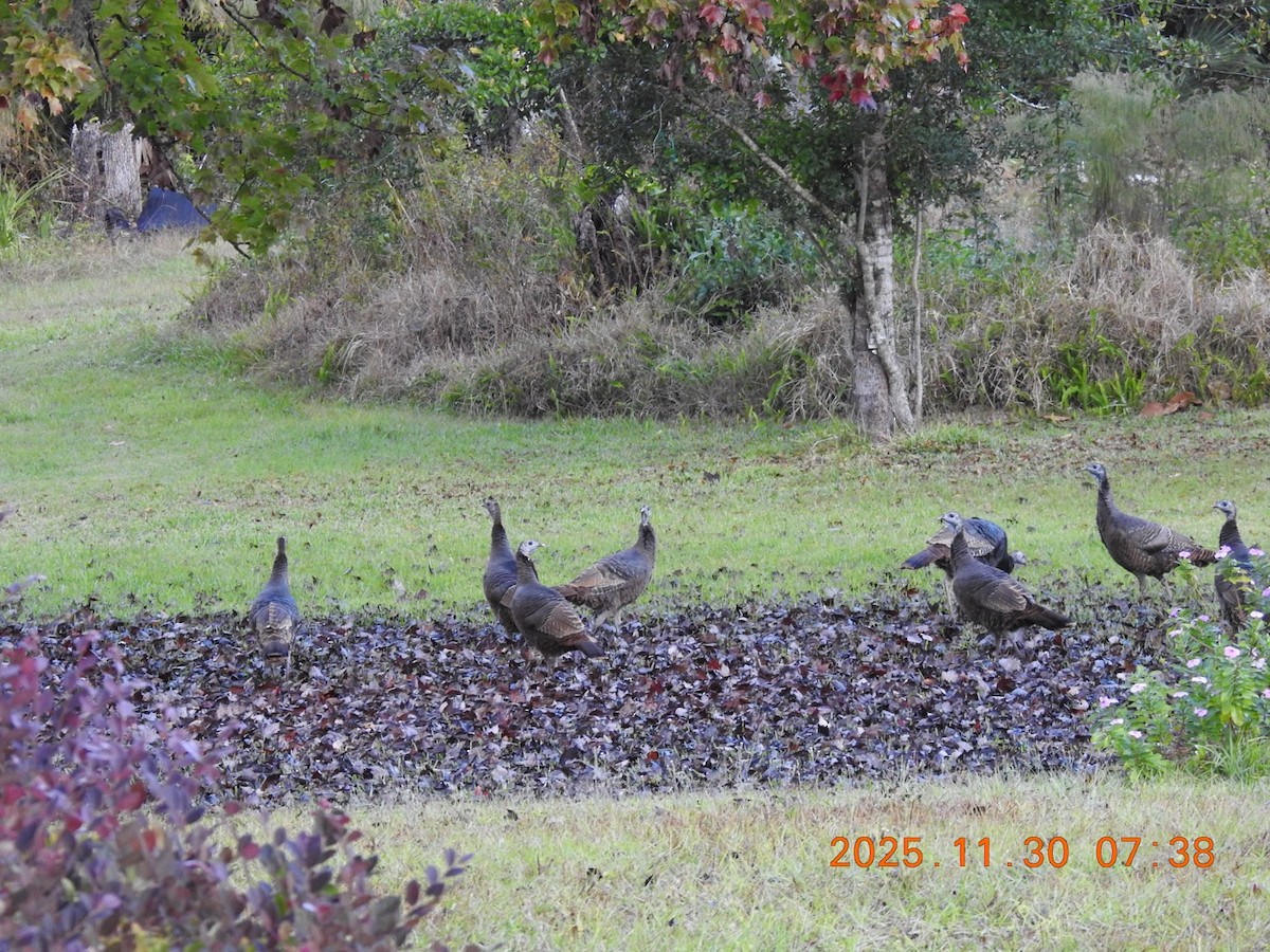 Wild Turkey - ML646113018