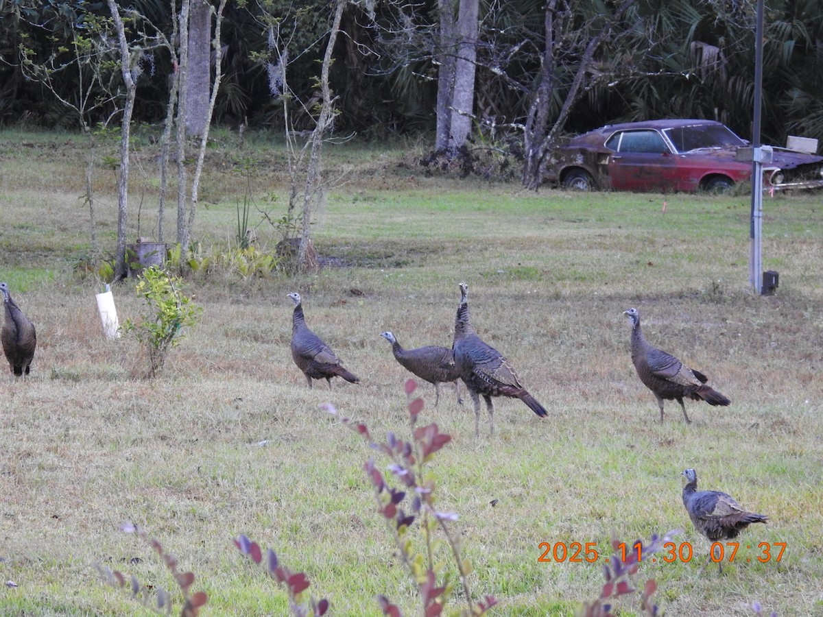 Wild Turkey - ML646113019