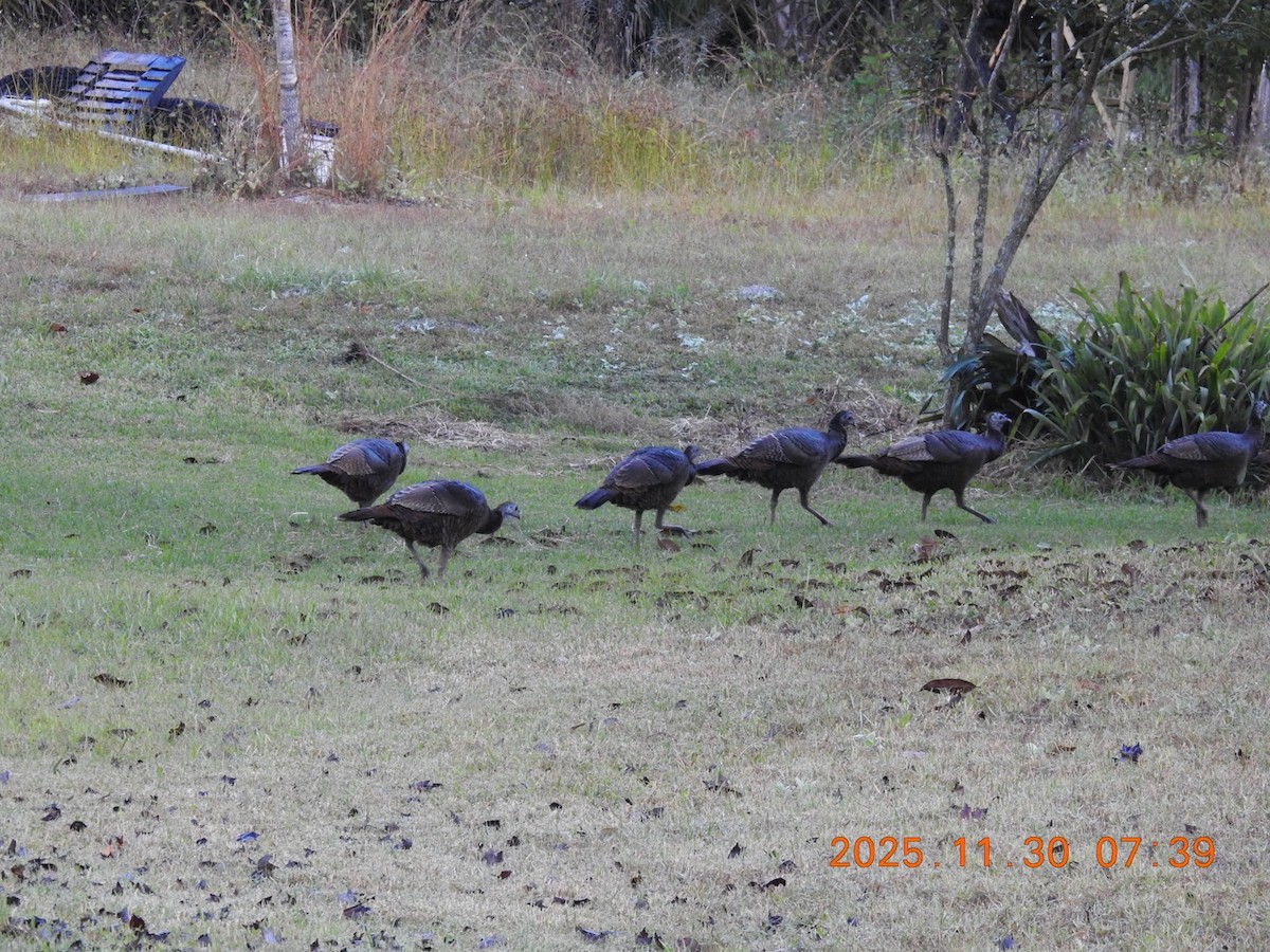 Wild Turkey - ML646113020