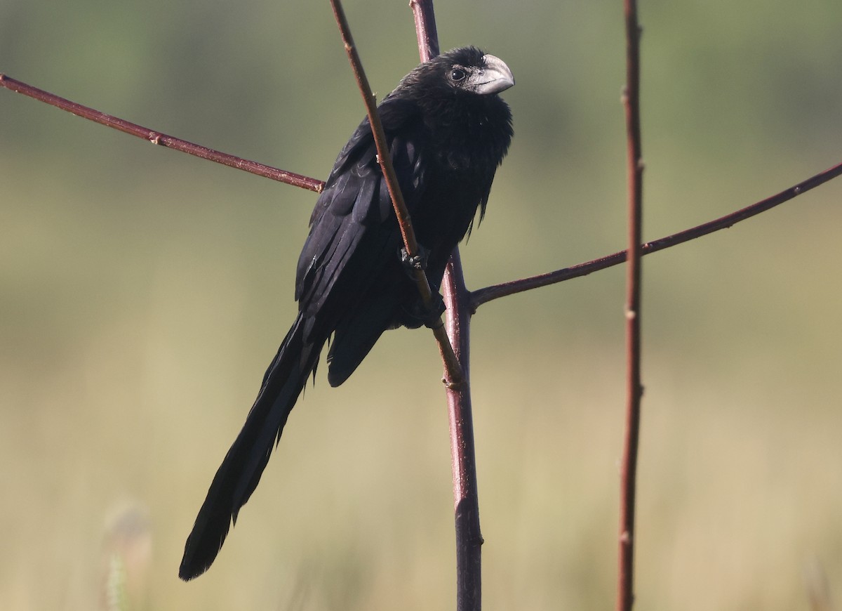 Smooth-billed Ani - ML646113021