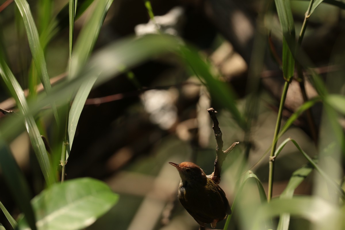 langstjertskredderfugl - ML646113023