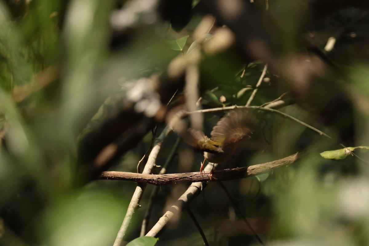 langstjertskredderfugl - ML646113024