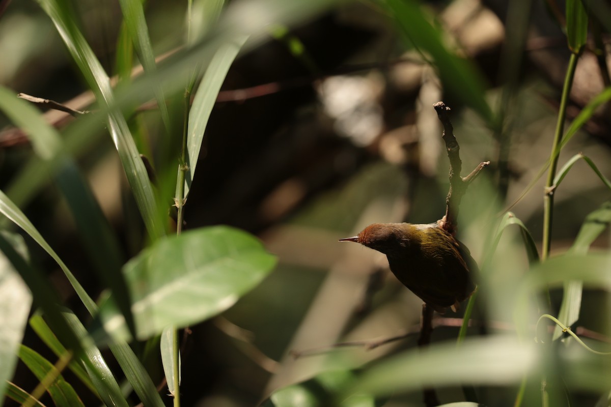 langstjertskredderfugl - ML646113025