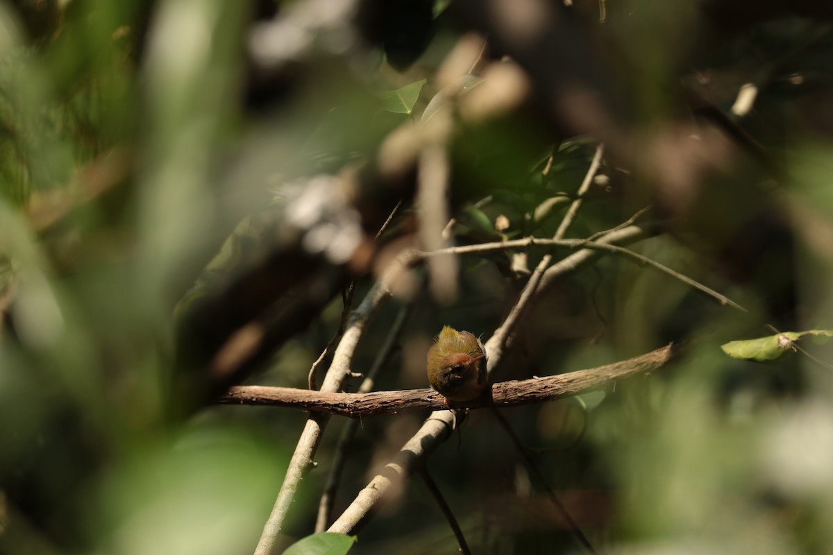 langstjertskredderfugl - ML646113026