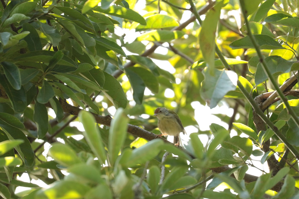 langstjertskredderfugl - ML646113027