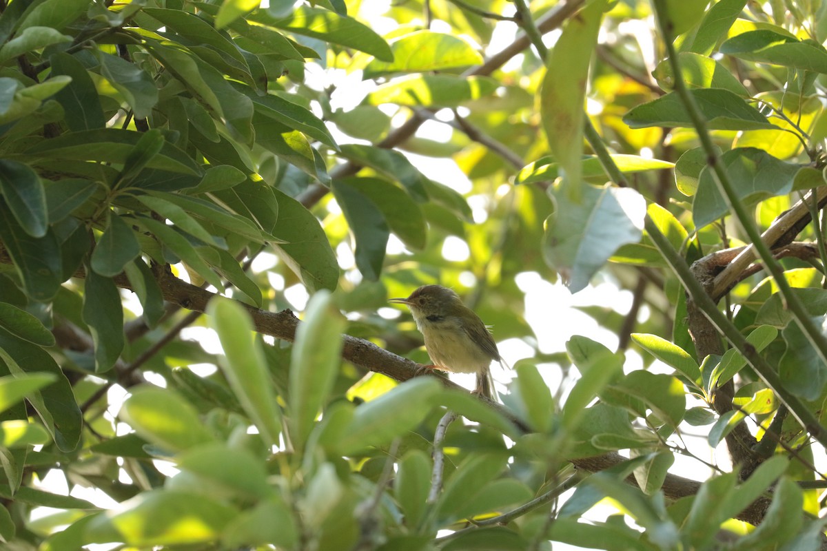 langstjertskredderfugl - ML646113028