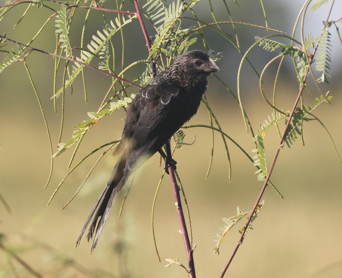 Smooth-billed Ani - ML646113029