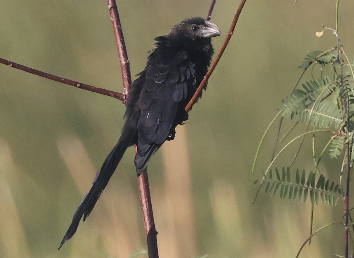 Smooth-billed Ani - ML646113036