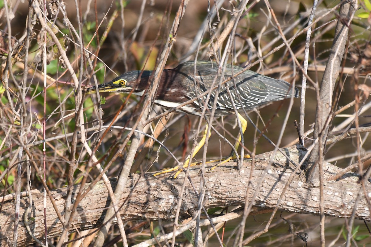 Green Heron - ML646113037