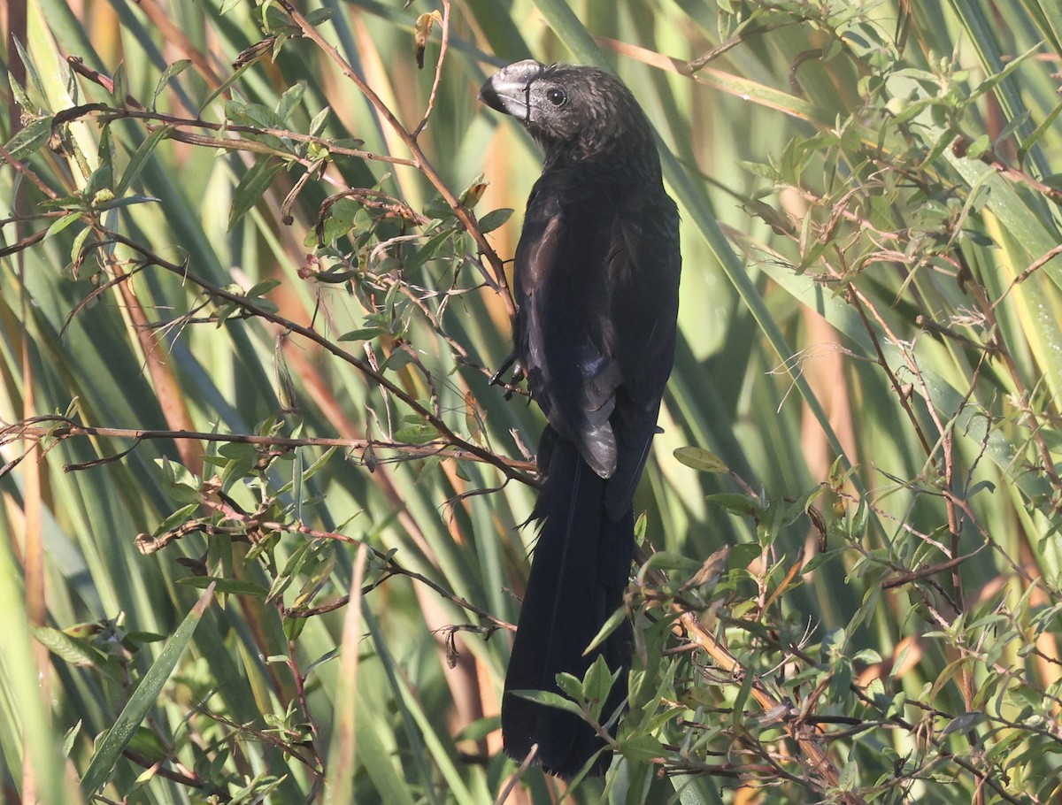 Smooth-billed Ani - ML646113041
