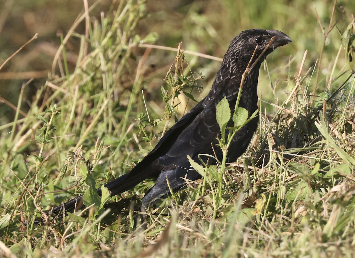 Smooth-billed Ani - ML646113044