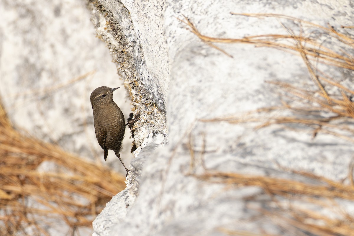 Eurasian Wren - ML646113047