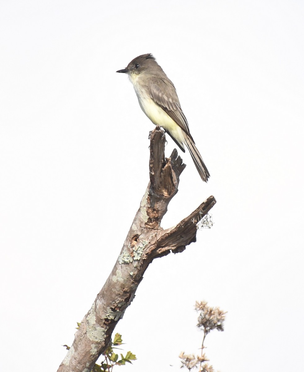Eastern Phoebe - ML646113051