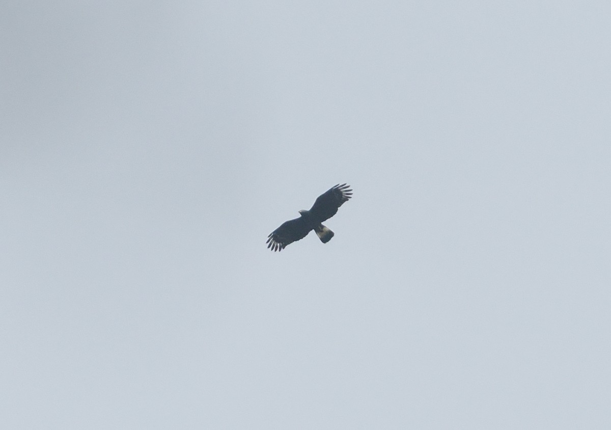 Hook-billed Kite - ML646113052