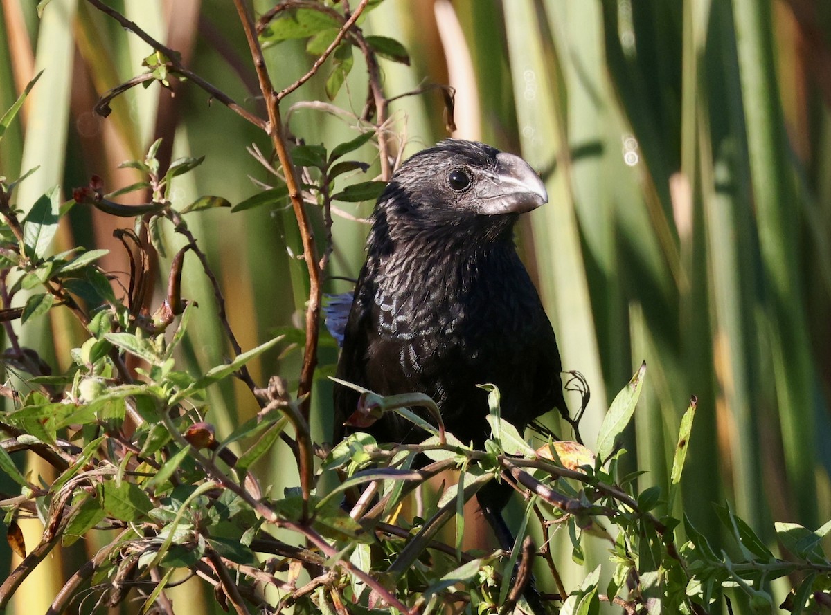 Smooth-billed Ani - ML646113053