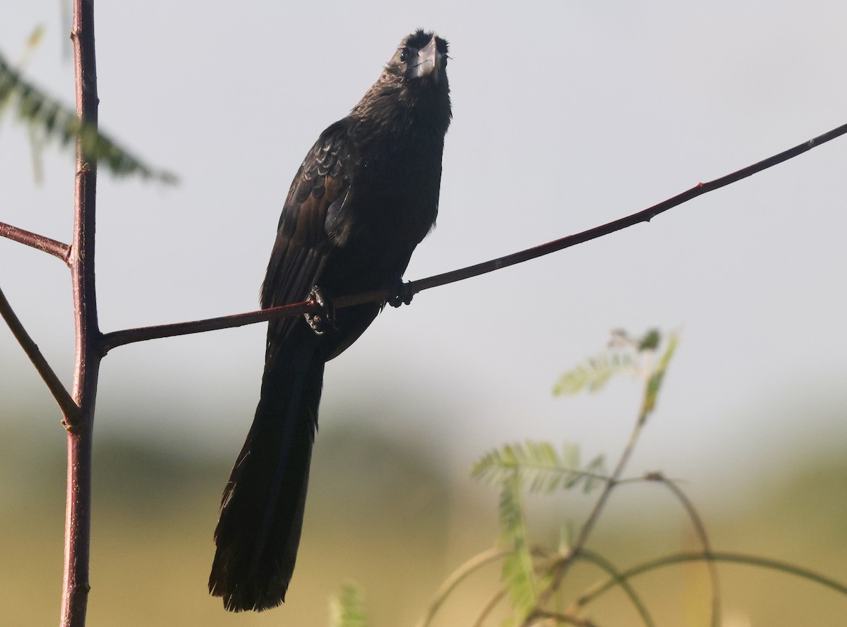 Smooth-billed Ani - ML646113054