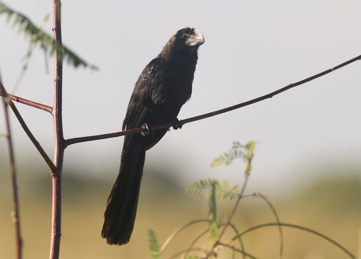 Smooth-billed Ani - ML646113055