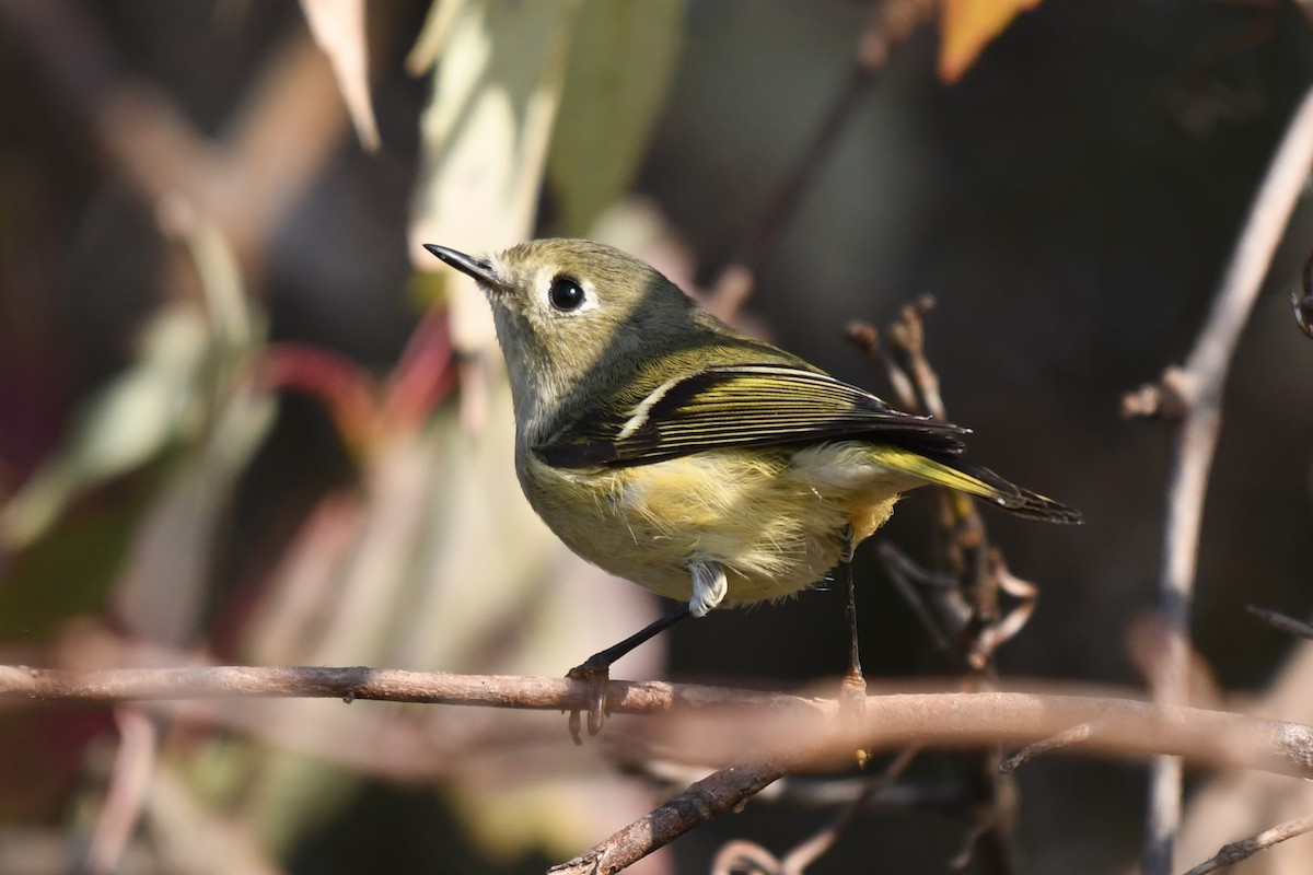 Золотомушка рубіновочуба - ML646113059