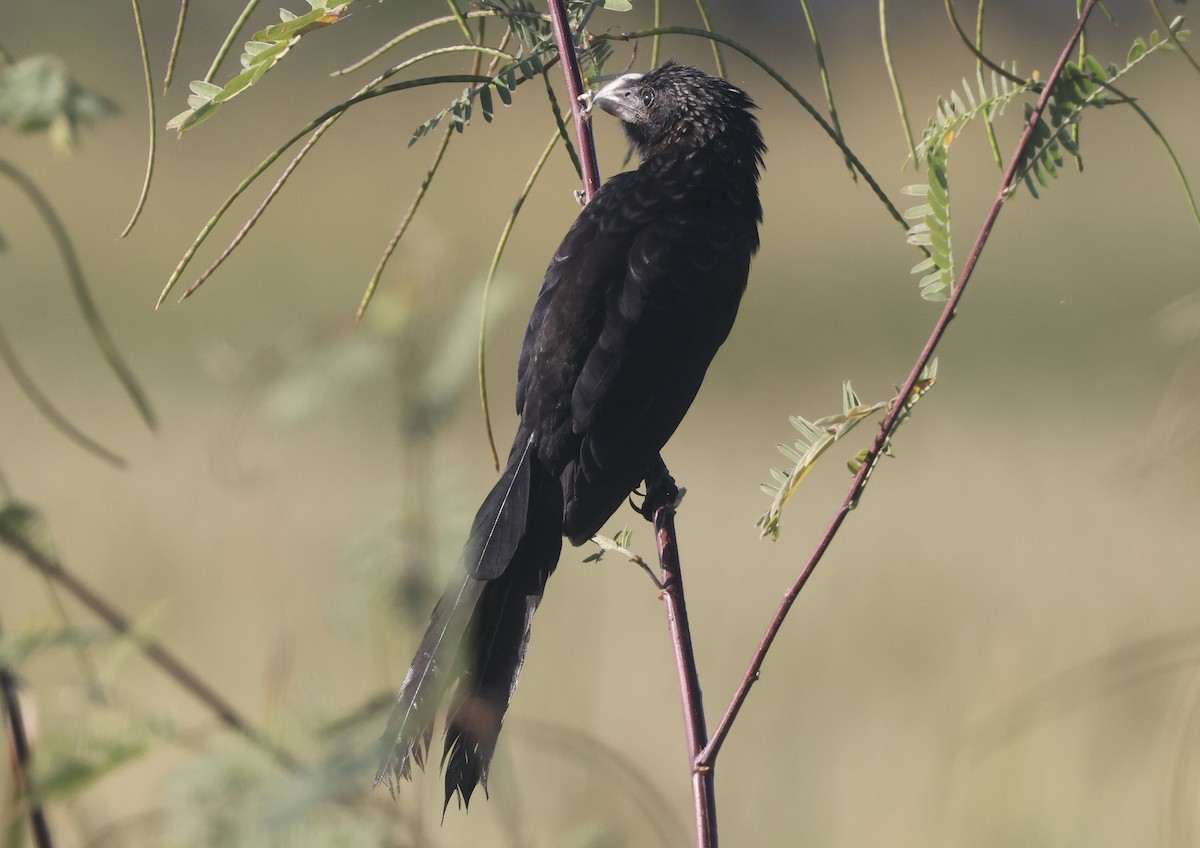Smooth-billed Ani - ML646113060