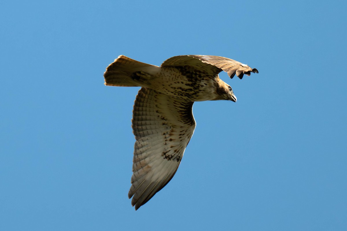 Red-tailed Hawk - ML646113064