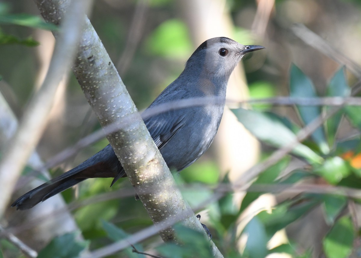 Gray Catbird - ML646113065