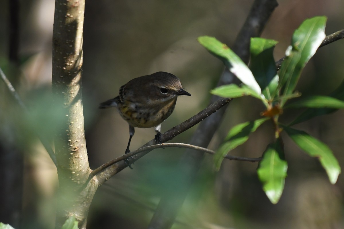 Yellow-rumped Warbler (Myrtle) - ML646113072