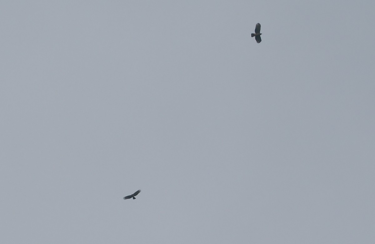 Hook-billed Kite - ML646113073