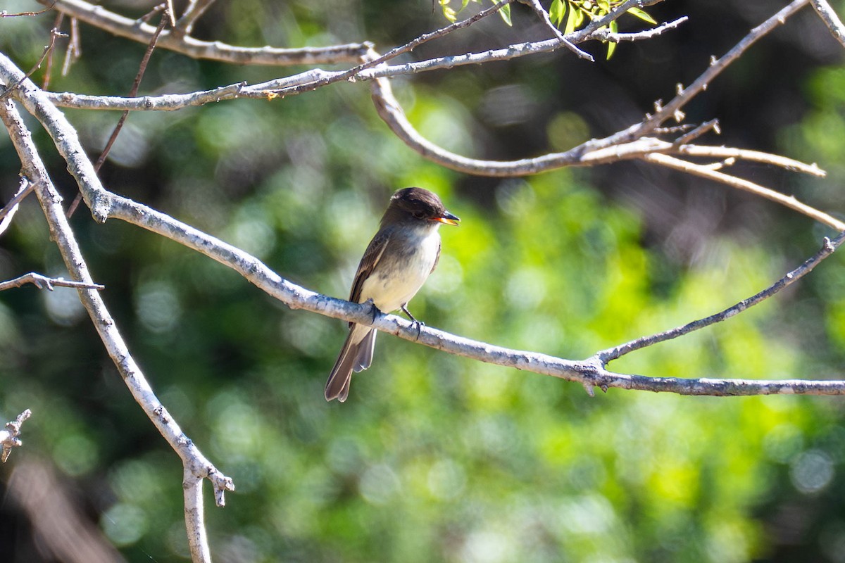 Eastern Phoebe - ML646113075