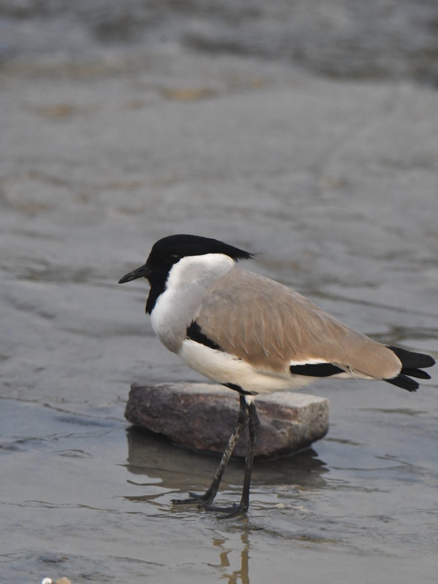 elvevipe - ML646113082