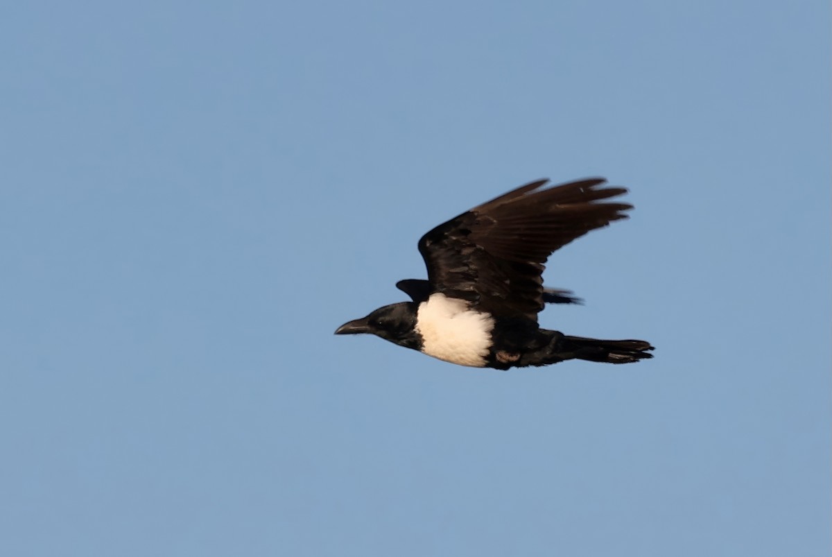 Pied Crow - ML646113084