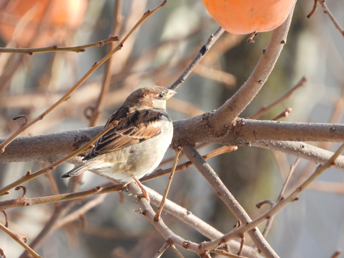 romerspurv - ML646113089