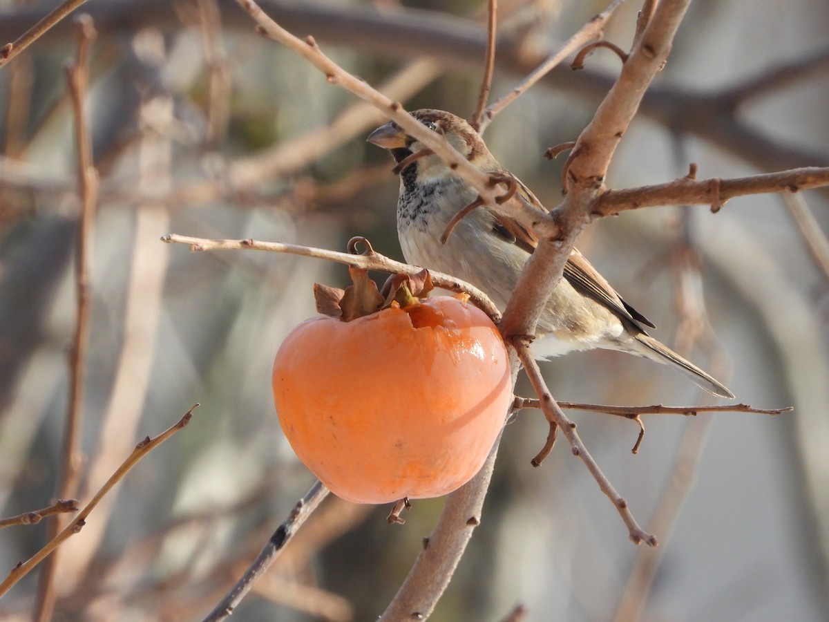 romerspurv - ML646113090