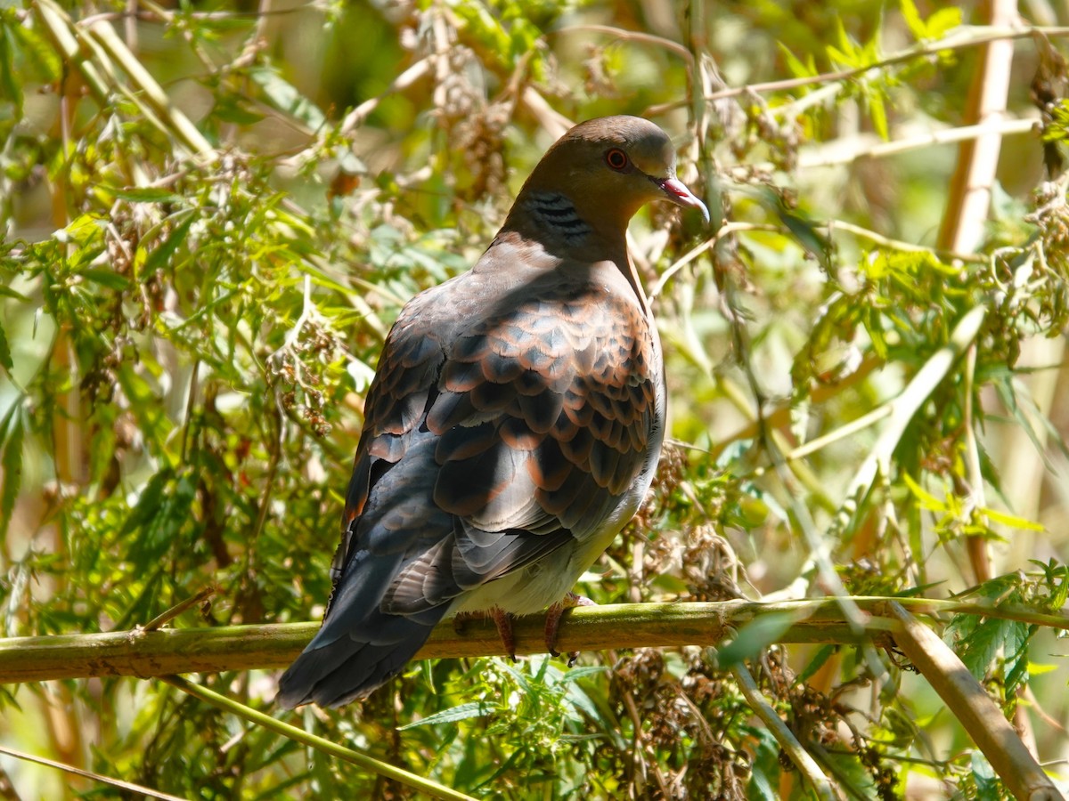 mongolturteldue - ML646113092