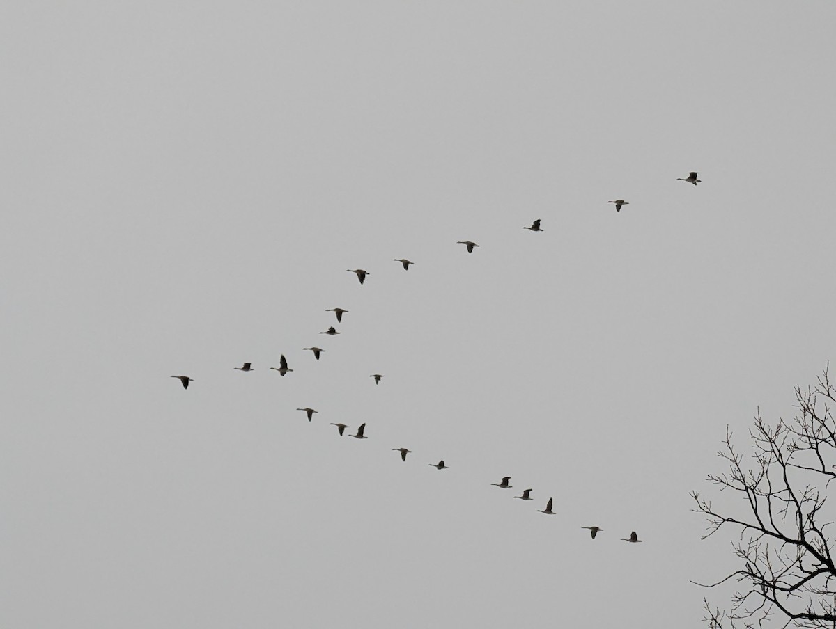 polargås - ML646113093