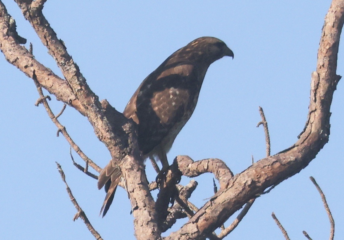 rødvingevåk - ML646113094