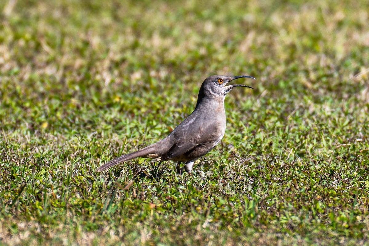 kaktusspottefugl - ML646113096