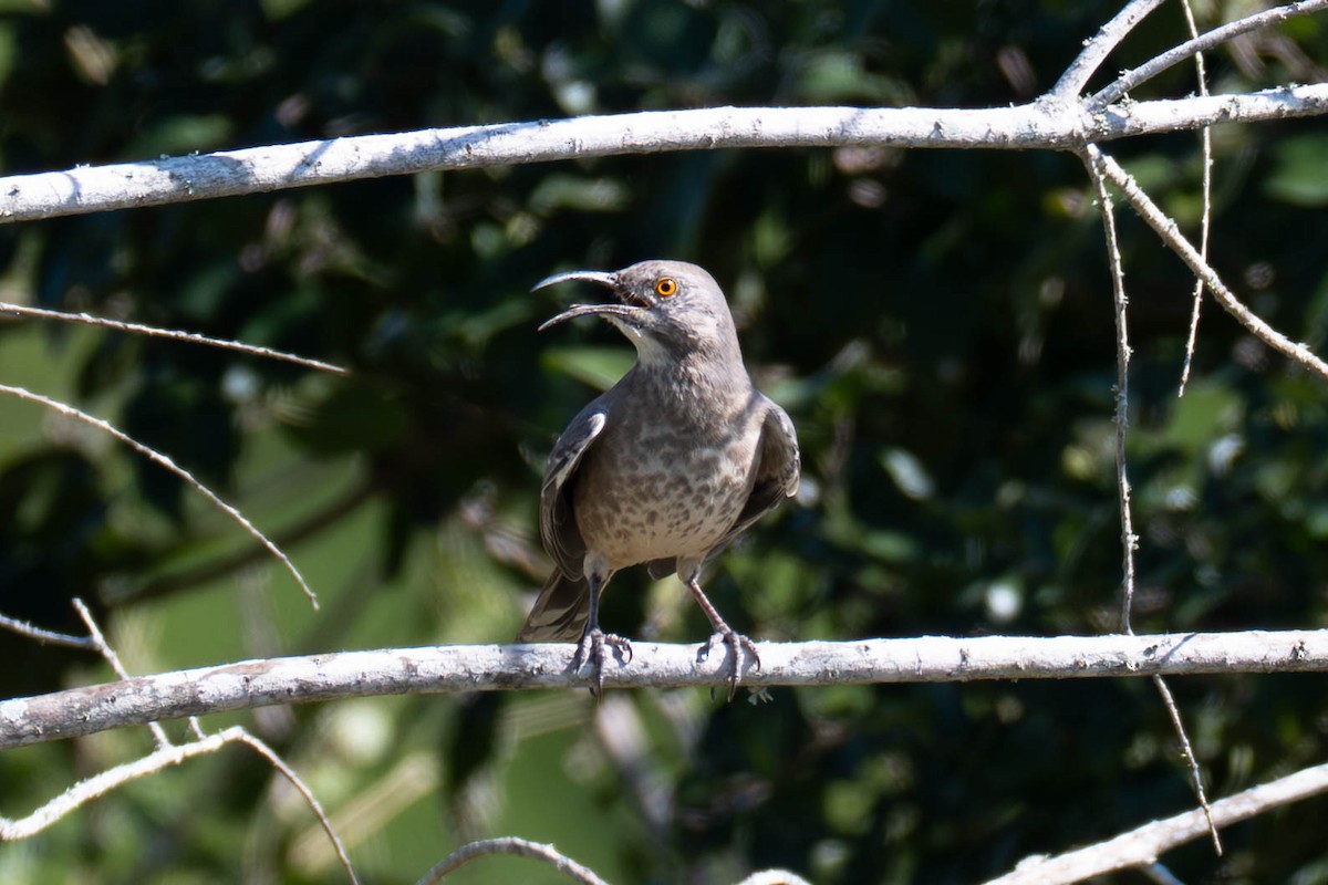 kaktusspottefugl - ML646113097