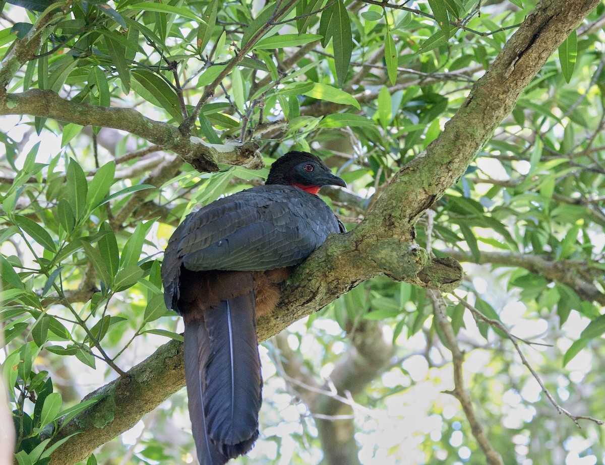 parykkhokko - ML646113098