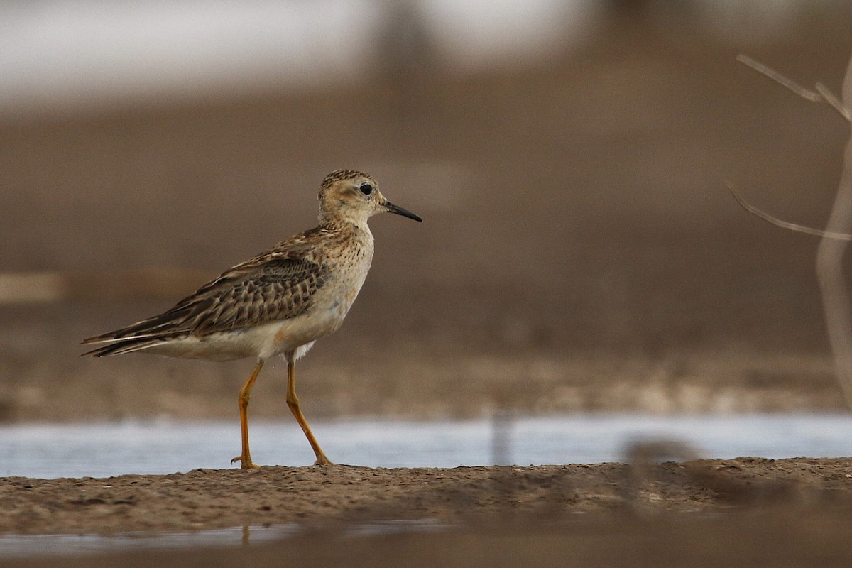 rustsnipe - ML646113099